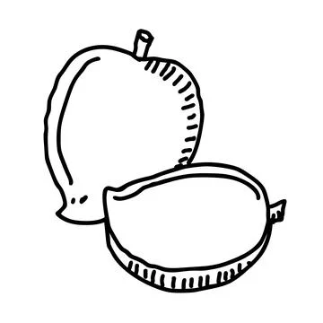 Mango hand drawn illustration Illustrazione stock