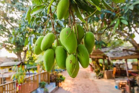 Mango hang in mango tree at organic farm. Foto stock