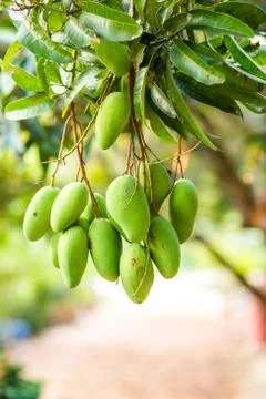 Mango hang in mango tree at organic farm. Stock Photos