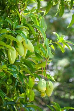 Mango hanging on the mango tree with leaf background in summer fruit garden o Stock Photos