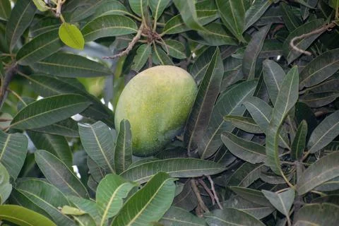 Mango hanging on the mango tree with leaf background in summer fruit garden.. Foto stock