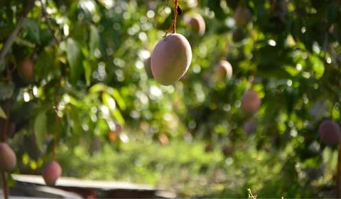 Mango hanging in mango tree in a tropical plantation Stock Photos