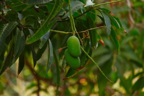 Mango hanging on tree with blue sky,mango fruit In tree,raw mango fruit on th Stock Photos
