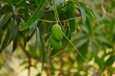 Mango hanging on tree with blue sky,mango fruit In tree,raw mango fruit on th Stock Photos