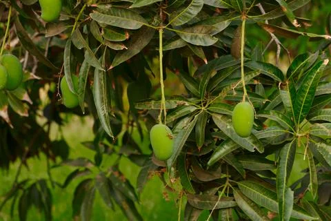 Mango hanging on tree with blue sky,mango fruit In tree,raw mango fruit on th Stock Photos