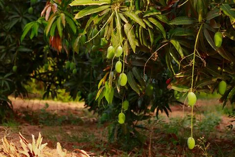 Mango hanging on tree with blue sky,mango fruit In tree,raw mango fruit on th Stock Photos