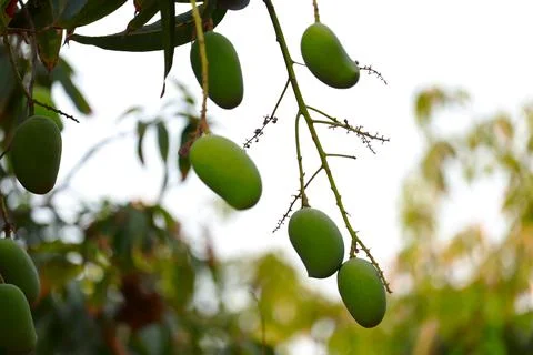 Mango hanging on tree with blue sky,mango fruit In tree,raw mango fruit on th Stock Photos