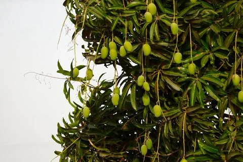 Mango hanging on tree with blue sky,mango fruit In tree,raw mango fruit on th Stock Photos