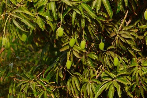 Mango hanging on tree with blue sky,mango fruit In tree,raw mango fruit on th Stock Photos