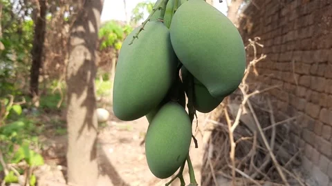 Mango hanging on the tree. Stock Footage 194529357