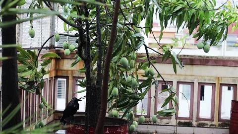 Mango Hanging From Tree Stock Footage 308007369