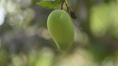 Mango hanging on the tree. Stock Footage 312062962