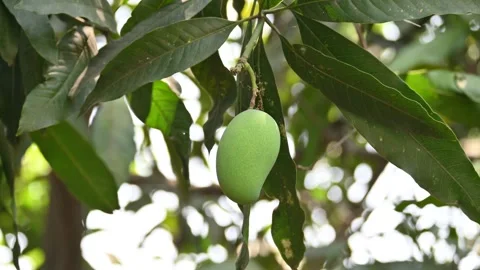 Mango hanging on the tree. Vídeos de archivo 312063077