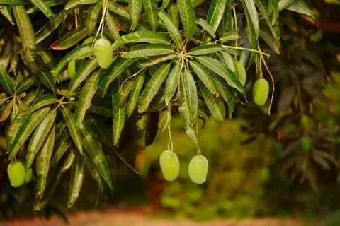 Mango hanging on the tree of mango tree,popular fruit in india,agriculture of Stock Photos