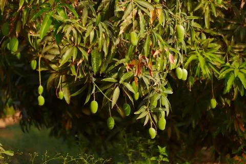Mango hanging on the tree of mango tree,popular fruit in india,agriculture of Stock Photos