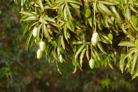 Mango hanging on the tree of mango tree,popular fruit in india,agriculture of Stock Photos