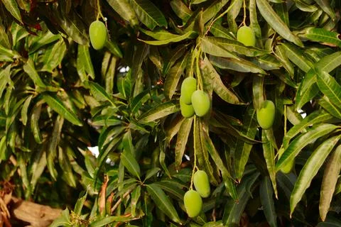 Mango hanging on the tree of mango tree,popular fruit in india,agriculture of Stock Photos