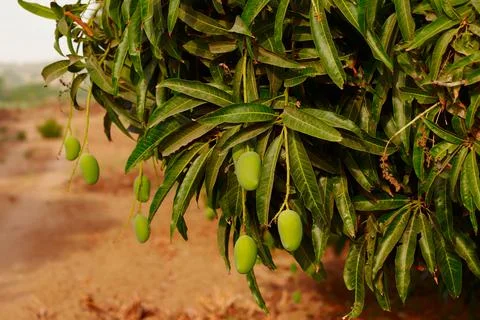 Mango hanging on the tree of mango tree,popular fruit in india,agriculture of Stock Photos