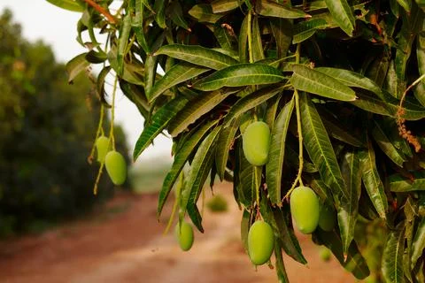 Mango hanging on the tree of mango tree,popular fruit in india,agriculture of Stock Photos