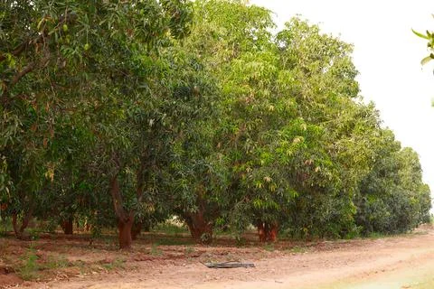 Mango hanging on the tree of mango tree,popular fruit in india,agriculture of Stock Photos