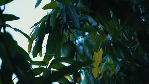 Mango hanging from the tree moving in the wind at sunset Stock Footage 309421506