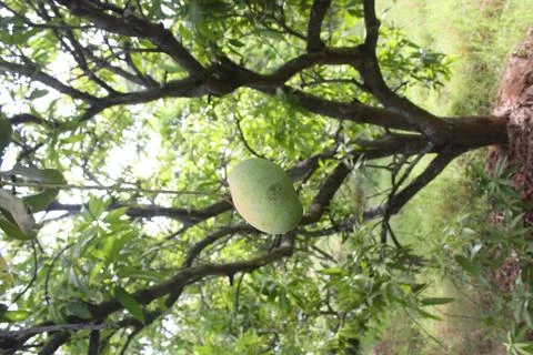 Mango hanging in a tree Stock Photos