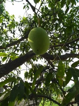 Mango is hanging on the tree. Stock-Fotos