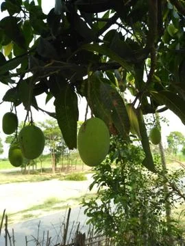 Mango is hanging on the tree. Stock-Fotos