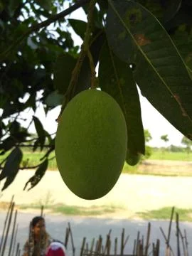 Mango is hanging on the tree. Stock-Fotos