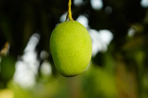 A mango hanging on tree. Stock Photos