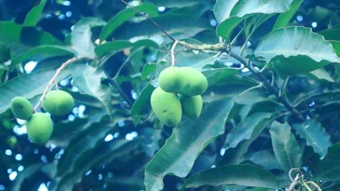 Mango hangs from mango branches Stock Footage 90380498