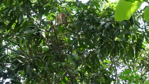 Mango harvester 스톡 동영상 342803251