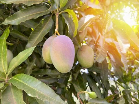 Mango healthy fruit Stock Photos