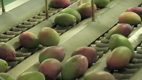 Mango in industrial line of processing of fruit Stock Footage 254329732