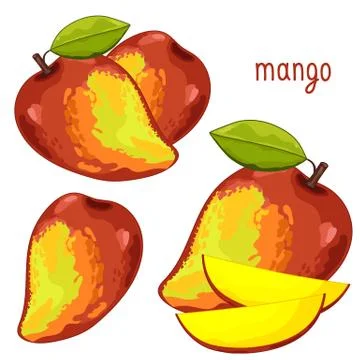 Mango Isolated, Vector. Stock Illustration