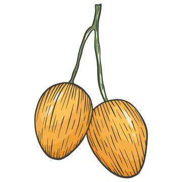 Mango isolated vector illustration Stock Illustration