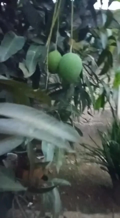 Mango kweni Video stock 242670519