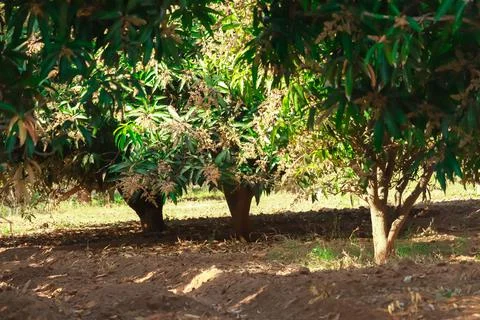 Mango leaf and Mango flowers in plant, beautiful Mango garden,Mango trees gro Stock Photos