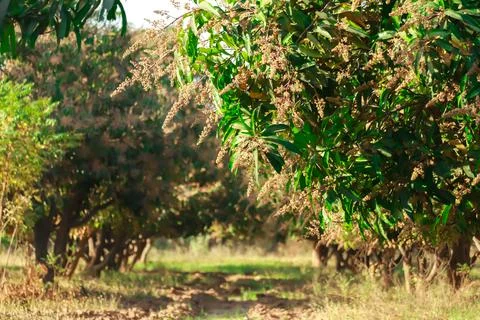 Mango leaf and Mango flowers in plant, beautiful Mango garden,Mango trees gro Stock Photos