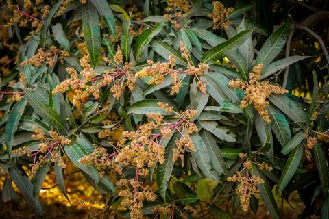 Mango leaf and Mango flowers in plant, beautiful Mango garden,Mango trees gro Stock Photos