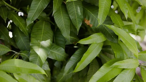 Mango Leaf Background Stock Footage 280544167