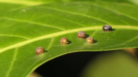 Mango leaf disease, video 4k Stock Footage 92411452