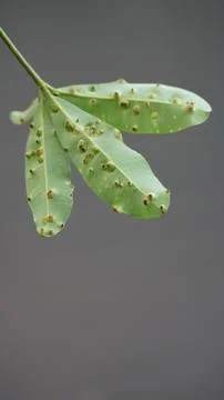 Mango Leaf with Gall Disease Spots Isolated on Neutral Background Stock Photos