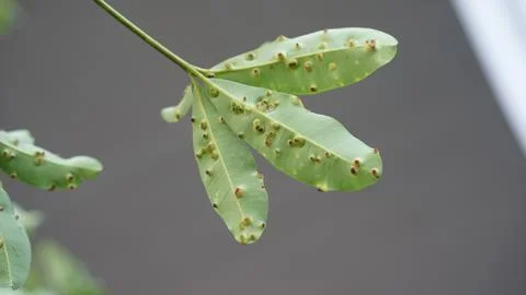 Mango Leaf with Gall Disease Spots Isolated on Neutral Background Stock Photos