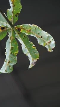 Mango Leaf with Gall Disease Spots Isolated on Neutral Background Stock Photos