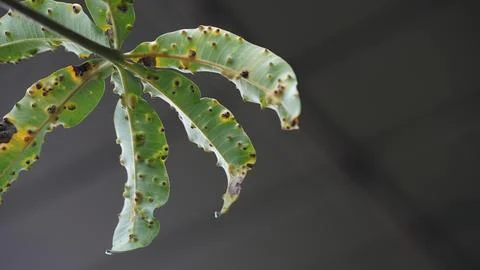 Mango Leaf with Gall Disease Spots Isolated on Neutral Background Stock Photos