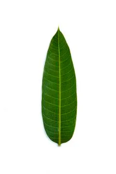 Mango leaf isolate Stock Photos
