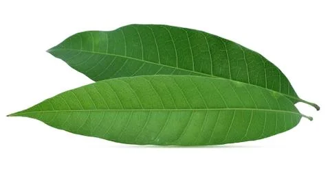 Mango leaf isolated on white background Stock Photos