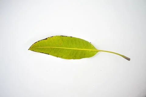 A mango leaf isolated on white background Stock Photos
