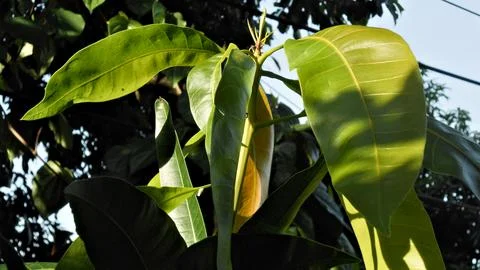 Mango Leaf in the morning sun2 Stock Photos